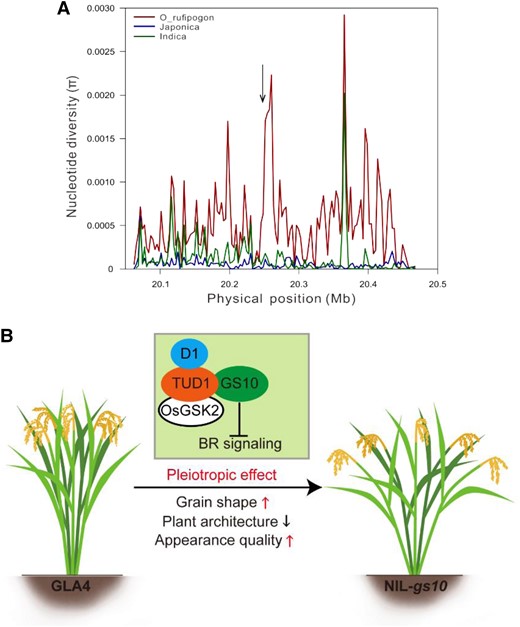 Natural variation of GS10 in rice population. A) Genetic diversity around the GS10 region. Red, green, and blue lines indicate nucleotide diversity (π) of all sites in O. rufipogon, O. indica, and O. japonica, respectively. The arrow indicates the position of GS10. B) A proposed working model of GS10 for regulating grain shape, plant architecture, and grain quality.