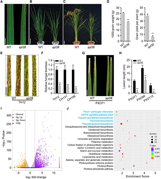 Phenotypic characterization of the LMM, spl38. A) Representative leaves of the spl38 mutant and the WT. Scale bar, 1 cm. B) Plant phenotype at the tillering stage (50 d after germination). Scale bar, 10 cm. C) Whole plant architecture at the ripening stage (120 d after germination). Scale bar, 10 cm. D) Comparison of 1,000-grain weight and average grain yield per plant between spl38 and WT plants grown under the natural paddy field conditions. E) Disease symptoms on spl38 and WT leaves inoculated with the compatible M. oryzae isolate TH12. Leaves were photographed at 120 hpi and are part of a single image. Scale bar, 1 cm. G) Disease symptoms on spl38 and WT leaves infected with the compatible X. oryzae pv. oryzae (Xoo) isolate PXO71. Leaves were examined at 14 dpi. Scale bar, 2 cm. F and H) Fungal biomass (F) and lesion length (H) on the inoculated leaves of spl38 and WT plants. I) Volcano plot showing the genes differentially expressed between the WT and spl38 mutant plants. The x-axis represents normalized RNA-seq log2 gene expression counts. Gray and blue colors represent nonsignificant DEGs; purple and orange colors represent significant DEGs (upregulated and downregulated, respectively). J) KEGG pathway enrichment analysis of top 20 KEGG DEGs (P ≤ 0.05). The x-axis represents the enrichment score. The color of the dot represents the P-value, and the size of the dot represents the number of DEGs mapped to the reference pathways. Data represent mean ± SE of 3 independent replicates. Asterisks represent significant differences between spl38 mutant and WT plants (**P < 0.01; Student's t-test).