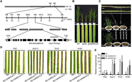 Positional cloning and functional characterization of SPL38. A) Schematic representation showing the location of SPL38/OSMED16 on rice chromosome 10. The SPL38 locus was preliminarily mapped to the long arm of chromosome 10 and then narrowed down to a 40.9-kb interval. The numbers under the linkage map indicate the number of recombinants. The predicted SPL38 gene structure is shown. Black rectangles and lines indicate exons and introns, respectively. The start codon (ATG) and stop codon (TGA) are also indicated. B)SPL38 complementation assay in rice. Functional complementation of the SPL38 gene completely rescued plant appearance (upper panel) and restored leaf phenotype (lower panel) in the paddy field. Representative plants were photographed at the tillering stage. Scale bar: 10 cm in the upper panel, 1 cm in the lower panel. C) Phenotypes of OsMED16-edited lines (generated by CRISPR-Cas9) and WT plants. Photographs were taken at 60 d (upper panel) and 70 d (lower panel) after transplanting. Scale bar: 5 mm in enlarged photographs and 10 cm in photographs of 60 and 70 d. D) Disease symptoms on WT and OsMED16-overexpressing leaves inoculated with 4 compatible M. oryzae isolates. Leaves were photographed at 120 hpi and are part of a single image. Scale bar, 1 cm. E) Fungal biomass on the inoculated leaves of OsMED16-overexpressing and WT plants. Data were normalized relative to the expression of OsACTIN1 and M. oryzae 28S genes. Data represent mean ± SE of 3 independent replicates. Different letters indicate statistically significant differences (P < 0.01), as determined by Duncan's multiple range test.