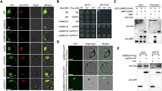 OsMED16 physically interacts with OsPR3. A) Subcellular localization of OsMED16, OsMED16M, OsPR3, and 3 chitinases in rice mesophyll protoplasts. The 35S::YFP (yellow fluorescent protein) protein was used as a positive control. NLS-RFP (red fluorescent protein) was a nucleus marker. Scale bars, 10 μm. B) Y2H assay showing the interaction between OsMED16 and OsPR3. The yeast strain AH109 was transformed and selected on minimal medium. -TL and -TLHA indicate SD/-Trp-Leu and SD/-Trp-Leu-His-Ade dropout plates, respectively. The ability of yeast colonies to grow on -TLHA plates indicates an interaction between the 2 proteins. C) Pull-down assay. GST-OsMED16-HIS and MBP–OsPR3 were expressed in E. coli. Co-precipitation of OsMED16 and OsPR3 was determined by western blotting before (input) and after affinity purification (pull-down) using glutathione agarose beads. D) BiFC assay verifying the interaction between OsMED16 and OsPR3 in rice protoplasts. Fluorescence was detected by confocal microscopy at 16 hpi. Scale bars, 20 μm. E) Co-IP assay confirming the OsMED16–OsPR3 interaction. Total proteins were extracted from rice protoplasts expressing OsMED16-Flag and OsPR3-YFP constructs. The immune complexes were pulled down using anti-GFP magnetic beads, and the co-precipitation of OsPR3-YFP or YFP was examined by western blotting. The experiment was repeated twice with similar results.