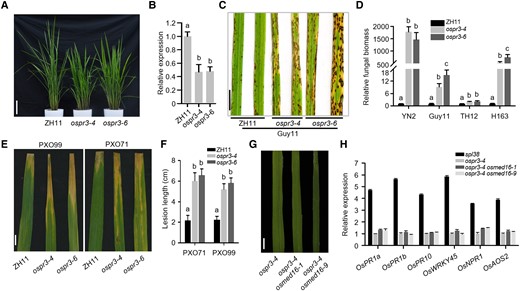 OsPR3 acts as a positive regulator of rice immunity. A) Phenotypes of OsPR3-edited lines (generated by CRISPR-Cas9) and WT plants. Photographs were taken at 50 d after germination. Scale bar, 10 cm. B) Transcript abundance of OsPR3 in OsPR3-edited lines and WT plants determined by RT-qPCR. OsACTIN1 was used as the internal standard. C) Disease symptoms on OsPR3-edited and WT leaves inoculated with a compatible M. oryzae isolate, Guy11. Leaves were photographed at 120 hpi and are part of a single image. Scale bar, 1 cm. D) Fungal biomass on the inoculated leaves of OsPR3-edited and WT plants. E) Disease symptoms on OsPR3-edited and WT leaves inoculated with 2 compatible Xoo isolates, PXO99 and PXO71. Leaves were examined at 14 dpi. Scale bar, 1 cm. F) Length of lesions formed on the inoculated leaves of OsPR3-edited and WT plants. G) Phenotypic analysis of the leaves of the ospr3-4 mutant and 2 ospr3-4 osmed16 double mutant lines. No lesions were visible on the leaves. Scale bar, 1 cm. H) Relative expression levels of 6 PR genes in single and double mutant plants by RT-qPCR. Total RNA was extracted from the leaves of 40-d-old rice seedlings. Data were normalized relative to the expression of the OsACTIN1 gene. Data represent mean ± SE of 3 independent replicates. Letters in B, D, and F represent statistically significant differences (P < 0.01; Duncan's multiple range test). The experiment was repeated twice with similar results.