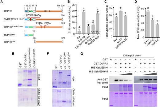 OsMED16 represses the chitin-binding and catalytic activity of OsPR3. A) Schematic representation of domain architecture of OsPR3 and its mutant proteins. SP, signal peptide; BD, chitin-binding domain; GH19, glycoside hydrolase 19. B) OsPR3 is a functional chitinase. The enzymatic activities of OsPR3 were inhibited by OsMED16 but not by OsMED16M. C) Chitinase activity in spl38, spl38/SPL38, and WT plants. D) Chitinase activity in OsPR3-edited lines and WT plants. The chitinase enzyme activity of the recombinant MBP-OsPR3 protein was analyzed using colloid chitin as the substrate. Data represent mean ± standard deviation (SD; n = 3). Letters represent statistically significant differences (P < 0.01; Duncan's multiple range test). Data represent mean ± SE (n = 3). E–G) Chitin pull-down assays showing that chitinase activity is dispensable for binding to chitin (E); the N-terminal region of OsPR3 is essential for binding to chitin (F); and OsMED16, but not mutated OsMED16, competes with chitin to bind to OsPR3 (G). Colloid chitin and purified recombinant proteins were used for chitin pull-down assays. Each 50-mL reaction contained 50 mg of colloid chitin and 2 mg of GST-OsPR3. GST-OsMED16 or mutated OsMED16 protein (0, 1, 2, and 3 μg) was added to the mixture, and the reaction was incubated for 1 h with constant shaking. The chitin-associated MBP-OsPR3 fusion protein was detected using immunoblotting. The experiment was repeated in triplicate with similar results.