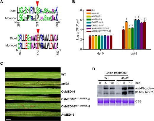 Two evolutionarily conserved residues of MED16 in 2 subclasses of angiosperms are important for pathogen response in Arabidopsis and rice. A) Frequency logos of partial amino acid sequences of MED16 in 33 different monocot and dicot species. The most prominent difference (PD signature in monocots vs. SE signature in dicots) is shown in Supplemental Fig. S4. PD signature: the proline (P) and aspartic acid (D) residues. SE signature: the serine (S) and glutamic acid (E) residues. B) Bacterial growth in atmed16, overexpressing 3 mutated AtMED16 transgenic lines. Bacterial titers were evaluated at 3 dpi. Data represent mean ± SE of 3 independent experiments, each consisting of 3 plants (n = 10). Letters represent statistically significant differences (P < 0.01; Duncan's multiple range test). These experiments were repeated twice with similar results. C) Leaf phenotypes of WT, spl38 mutant, and OsMED16M- or AtMED16M-overexpressing plants. The OsMED16M and AtMED16M cDNAs were introduced into spl38 plants, and T2 transgenic plants were generated. Leaves were collected and photographed at 60 d after germination. Scale bar, 1 cm. D) Chitin-induced MAPK activation in the leaves of 14-d-old WT and spl38 mutant seedlings. Leaves were treated with 10 μg mL−1 chitin. Samples were collected at 0, 5, and 10 min, and analyzed by immunoblotting with anti-phospho-p44/42 MAPK antibody. Bands indicate phosphorylated MPK3 and MPK6 proteins. Coomassie brilliant blue staining of Rubisco served as a loading control. The experiments were repeated 3 times with similar results.