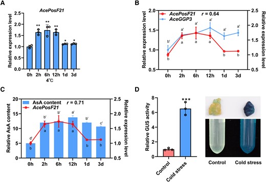 Identification and characterization of AcePosF21. A) RT-qPCR analysis of AcePosF21 in kiwifruit calli after being treated at 4 °C for 0 h, 2 h, 6 h, 12 h, 1 d, and 3 d. B–C) Correlation between the expression of AcePosF21 with AceGGP3B) and AsA content C) of kiwifruit calli after cold treatment. D) Relative GUS activity and histochemical staining of the AcePosF21 promoter expression construct AcePosF21::GUS in transgenic kiwifruit calli at 25 °C (control) and 4 °C (cold stress) for 9 h. Error bars denote the standard deviation (± SD), n = 3. For A) and D), significant differences were detected by t-test (*P < 0.05; **P < 0.01; ***P < 0.001). For B) and C), different letters above and below the bars indicated significant differences (P < 0.05) as obtained by the one-way ANOVA test.