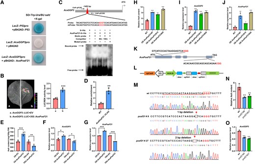 AcePosF21 directly binds to the AceGGP3 promoter and positively regulates AsA synthesis. A) Y1H assay showing the interaction between AcePosF21 and AceGGP3 promoter (LacZ::AceGGP3pro). The yeast strain was grown on SD/-Trp/-Ura/BU salt/X-gal media for 3 d. LacZ::P53pro + pB42AD::P53: positive control; LacZ::AceGGP3pro + pB42AD: negative control. B) Luciferase activity analysis shows that AcePosF21 activates the transcription of AceGGP3 promoter based on the LUC/REN ratio (right) in N. benthamiana leaves. A representative photograph was shown (left picture), and LUC/REN ratio of empty vector control (EV) was taken as 1 for normalization (n = 4). C) The AcePosF21 binding on the promoter of AceGGP3 (above) and electrophoretic mobility shift assay (EMSA) analysis of the AcePosF21 (below). The biotin-labeled probe 5′-TACAGTGGTCCTCCACAACGTCCACATGAACCACATGG-3′ was replaced with a biotin-labeled mutant probe 5′-TACAGTGGTCCTCCACACCCCCCACATGAACCACATGG-3′. The unlabeled wild-type probes were used as a competitor. 50 × and 100 × represent the rates as the competitor. The purified AcePosF21-6×His protein was incubated with the biotin-labeled probes, competitor, and mutant probes. The arrows indicated a bound DNA protein complex. +: presence; −: absence. D) Chromatin immunoprecipitation (ChIP) assay using 35S::AcePosF21-FLAG transgenic kiwifruit calli. The Chromatin was immunoprecipitated with FLAG antibody, and quantitative real-time polymerase chain reaction (qPCR) was performed with the primers listed in Supplemental Table S3. Wild-type (WT) kiwifruit was used as control, and its value was set to 1. E) AsA content of kiwifruit fruits of AcePosF21 transient expression at 7 d after vector infiltration (n = 4). OX-EV/TRV-EV: empty vector; OX: transient overexpression; TRV: transient antisense-expression. F–G) RT-qPCR analysis of AceGGP3F) and AcePosF21G) in E). H) Relative AsA content (AsA content of WT was taken as 5 for normalization) of three AcePosF21-overexpression transgenic lines in kiwifruit calli. OE: stable overexpression of kiwifruit calli. I–J) RT-qPCR analysis of AceGGP3I) and AcePosF21J) expression in H). K) A schematic map of the targeting sites in the exon regions (rectangle) of AcePosF21; the PAM motifs (NGG) are shown in the last three bases. L) Schematic diagram of the CRISPR/Cas9 vector and AcePosF21 targeting sites (diamonds) within the tRNA-sgRNA fusions. M) Sequences and chromatograms of AcePosF21 in WT and two independent homozygous mutant calli (posf21#9 and posf21#27). The target sequence is underlined, the PAM sequence is contained in the rectangle after the target sequence, and the dashes indicate deletions. N) Relative AsA content of AcePosF21-editing lines. O) RT-qPCR analysis of AceGGP3 in N). Error bars denote the standard deviation (±SD), n = 3 to 4. Significant differences were analysis by t-test using GraphPad Prism 8 (*P < 0.05; **P < 0.01; ***P < 0.001).