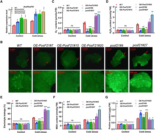 AcePosF21 positively alleviates ROS damage by cold stress in kiwifruit. A) The expression level of AcePosF21 in WT and transgenic calli of AcePosF21-overexpression lines under 25 °C (control) or 4 °C (cold stress) for 6 h. B) The variation of fluorescence intensity showed the difference in ROS content among WT, AcePosF21-overexpression, and mutant calli of kiwifruit after cold treatment (4 °C) for 6 h. C–G) The content of O2.−C), H2O2D), electrolyte leakage E), MDA F) and proline G) of wild-type, AcePosF21-overexpression, and mutant calli under 25 °C (control) or 4 °C (cold stress) for 6 h. Error bars indicate ± SD in the above experiments (n = 3 to 4). Significant differences were detected by t-test (*P < 0.05; **P < 0.01; ***P < 0.001).