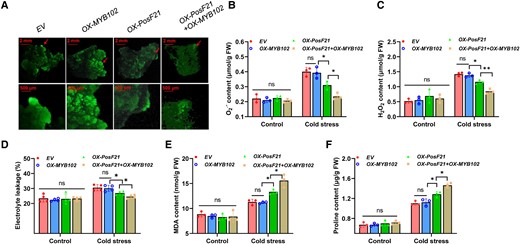 AcePosF21 interacts with AceMYB102 to alleviate ROS damage from cold stress. A) The variation of fluorescence intensity showed the difference in ROS content among transient expression in kiwifruit calli after 25 °C (control) or 4 °C (cold stress) for 6 h. EV: empty vector; OX: transient overexpression; OX + OX: transient co-overexpression. B–F) The content of O2.−B), H2O2C), electrolyte leakage D), MDA E) and proline F) of the calli in A). Error bars indicate ± SD in the above experiments, n = 3 to 4. Significant differences were detected by t-test (*P < 0.05; **P < 0.01).
