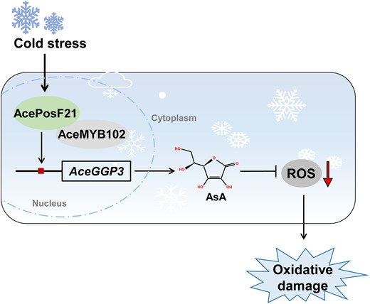 A proposed model for the regulatory mechanism of AcePosF21-mediated AsA biosynthesis and cold stress response. Under cold stress, AcePosF21 is induced by the cold signal and then interacts with AceMYB102 to activate AceGGP3 expression for upgrading the AsA synthesis to scavenge ROS, reducing the oxidative damage from cold stress in kiwifruit. AsA is induced by cold stress to eliminate excess ROS and reduce plant cold damage.