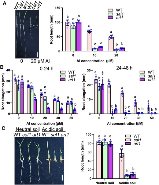 Mutation of SAL1 reduces Al resistance. A) Root growth of WT, sal1, and art1 in response to different Al concentrations. Germinated seeds were grown on a 0.5 mM CaCl2 solution containing 0, 10, or 20 µM Al at pH 4.5 for 5 d at 28 °C. Scale bar = 2 cm. B) Root elongation of 0 to 24 h (left panel) and 24 to 48 h (right panel) treatments of different Al concentrations. Five-day-old seedlings of WT, sal1, and art1 were exposed to a 0.5 mM CaCl2 solution containing 0, 10, 20, 30, or 50 µM Al at pH 4.5 for 48 h. Root elongation during the first and second 24-h treatments was measured and compared. C) Comparison of root growth of WT, sal1, and art1 on different soils. Germinated seeds were grown on neutral soil (pH 6.9) or acidic soil (pH 4.2) for 5 d. Concentrations of soluble Al in the neutral and acidic soils were 10.7 ± 1.2 and 129.2 ± 3.3 µM Al (n = 6), respectively. Scale bar = 2 cm. In all bar graphs of this figure, values are means ± SD (n = 10), and means with different letters are significantly different (P < 0.05, analysis of variance test followed by Tukey's test).