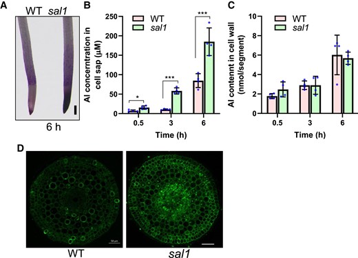 Increased Al accumulation in the sal1 mutant. A) Eriochrome Cyanine R staining of WT and sal1 mutant after 20 µM Al treatment for 6 h. Scale bar = 200 μm. B, C) Al concentration in cell sap (B) and Al content in cell wall (C) of WT and sal1 root tips. Five-day-old seedlings were exposed to a 0.5 mM CaCl2 solution (pH 4.5) containing 20 µM Al for 0.5, 3, or 6 h, and then root tips (0 to 1 cm) were harvested and fractionated into cell sap and cell wall for Al determination. Values are means ± SD of 4 biological replicates. Asterisks indicate values statistically different (Student's t test, *P < 0.05, ***P < 0.001). D) Morin staining of WT and sal1 after exposure to 20 µM Al for 6 h. Roots were transversely sectioned around 3 mm from apexes for the morin staining and fluorescence observation. Scale bar = 50 μm.