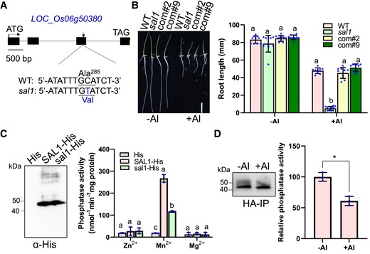 Complementation test of sal1 and the effect of sal1 mutation and Al stress on SAL1 phosphatase activity. A) Gene structure and mutation site of SAL1 (LOC_Os06g50380). Black boxes and horizontal lines between the boxes indicate exons and introns, respectively. sal1 has a C-to-T substitution at +1625 bp from the start codon of SAL1, causing an amino acid change from alanine to valine. B) The increased Al sensitivity of sal1 is rescued in 2 complementation lines. Germinated seeds of WT, sal1, and 2 complementation lines (com#2 and com#9) were grown on a 0.5 mM CaCl2 solution containing 0 or 20 µM Al at pH 4.5 for 5 d, and then the root length was measured and compared. Scale bar = 2 cm. C) Phosphatase activity assay of SAL1-His and sal1-His. The SAL1-His and sal1-His recombinant proteins purified from E. coli were detected by an immunoblot analysis using anti-His antibody (left panel) and then subjected for the phosphatase activity assay using pNPP as the substrate in the presence of 10 mM ZnCl2, MnCl2, or MgCl2 (right panel). D) Al stress reduces the SAL1 phosphatase activity. Five-day-old seedlings of a sal1 complementation line was exposed to 0 (−Al) or 20 μM Al (+Al) for 6 h, and root tips were sampled for SAL1-HA immunoprecipitation. The SAL1-HA immunoprecipitates detected by anti-HA antibody (left panel) were subjected for the phosphatase activity assay (right panel) using pNPP as the substrate in the presence of 10 mM MnCl2. Values are means ± SD of 10 (B) or 3 (C and D) biological replicates. Means with different letters are significantly different (P < 0.05, analysis of variance test followed by Tukey's test). Asterisks indicate values statistically different (Student's t test, **P < 0.01).