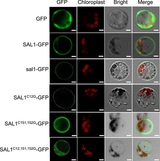 SAL1 is localized to the plasma membrane. Subcellular localization of WT or mutated SAL1-GFP under the CaMV 35S promoter control. Each construct indicated in the figure was transformed into rice protoplasts for GFP and chlorophyll fluorescence observation. Single, double, or triple Cys-to-Gly mutations of three potential sites Cys12, Cys151, and Cys152 were generated to examine their effects on the SAL1 subcellular localization. Scale bar = 5 μm.