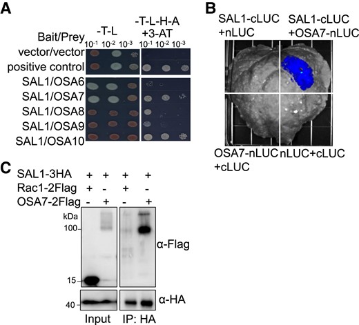 SAL1 interacts with PM H+-ATPase OSA7. A) Interaction of SAL1 with rice PM H+-ATPases in a yeast 2-hybrid assay. The CDS of SAL1 and OSA6 to OSA10 were constructed into pBT3-STE and pPR3-N vectors, respectively. Yeast cells co-expressing SAL1 and OSA6 to OSA10 were grown on SD (-Leu/Trp) and SD (-Leu/Trp/His/Ade) containing 2 mM 3-AT media for 3 d. B) Interaction of SAL1 with OSA7 in a split LUC complementation assay. CaMV 35S promoter-driven construct pairs indicated in the figure were co-expressed in N. benthamiana leaves, and then the LUC activity due to LUC reconstitution was measured for the different combinations. C) Co-IP of SAL1 with OSA7. SAL1-3HA was co-expressed with OSA7-2Flag or Rac1-2Flag in rice protoplasts. Crude protein extracts were immunoprecipitated with anti-HA magnetic beads and then detected with anti-Flag antibody.
