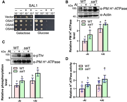 SAL1 inhibits PM H+-ATPase activity. A) Expression of SAL1 in yeast abolishes the complementation of PM H+-ATPase activity by OSA7, OSA8, or OSA9. B-D, sal1 mutation, and Al stress increase PM H+-ATPase abundance (B), phosphorylation level (C), and activity (D). Five-day-old seedlings were exposed to 0 (−Al) or 20 μM Al (+Al) at pH 4.5 for 6 h, and then root tips (0 to 1 cm) were sampled for immunoblot analysis and ATPase activity assay. B) Total protein was isolated for the immunoblot analysis of PM H+-ATPase using the native anti-PM H+-ATPase antibody. Actin control was used for the normalization of the PM H+-ATPase level. Values are means ± SD of three biological replicates. C) Plasma membrane fraction was isolated for the immunoblot analysis. Phosphorylated PM H+-ATPase was detected using anti-pThr antibody recognizing the penultimate threonine of PM H+-ATPase, and the PM H+-ATPase was used as the loading control and normalization. Values are means ± SD of three biological replicates. D) Relative vanadate-sensitive ATP hydrolytic activity in plasma membrane fractions. Values are means ± SD of 9 biological replicates. In all bar graphs of this figure, means with different letters are significantly different (P < 0.05, analysis of variance test followed by Tukey's test).