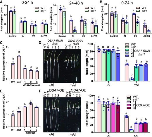 Increased PM H+-ATPase activity induces the Al hypersensitivity of sal1. A, B) Effect of vanadate (VA) A) or FC B) supply on Al resistance during the first and/or second 24-h treatment. Five-day-old seedlings of WT and sal1 were exposed to a 0.5 mM CaCl2 solution (pH 4.5) containing 0 or 20 µM Al and with or without 250 µM Na3VO4 or 1 µM FC for 24 and/or 48 h, and root elongation was calculated for the evaluation of Al resistance. C, D) Knockdown of OSA7 by RNAi rescues the Al-hypersensitive phenotype of sal1. C) Decreased expression of OSA7 in three OSA7-RNAi lines with sal1 background. D) Comparison of Al-resistance phenotype in WT, sal1, and three OSA7-RNAi lines with sal1 background. E, F) Overexpression of OSA7 increases Al sensitivity. Scale bar = 2 cm. E) Increased expression of OSA7 in three pZmUBQ:OSA7 overexpression lines with WT background. F) Comparison of Al-resistance phenotype in WT, sal1, and three OSA7 overexpression lines. Geminated seeds were exposed to a 0.5 mM CaCl2 solution (pH 4.5) containing 0 or 20 µM Al for 5 d, and the root length was measured for the evaluation of Al resistance. Scale bar = 2 cm. Values are means ± SD of 10 (A, B, D, and F) or 3 (C and E) biological replicates. In all bar graphs of this figure, means with different letters are significantly different (P < 0.05, analysis of variance test followed by Tukey's test).