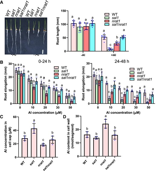 Mutation of NRAT1 recovers the Al-hypersensitive phenotype of sal1. A) Comparison of root growth of WT, sal1, nrat1, and sal1nrat1 in response to Al stress. Geminated seeds were exposed to a 0.5 mM CaCl2 solution (pH 4.5) containing 0 (−Al) or 20 µM Al (+Al) for 5 d, and the root length was measured for the evaluation of Al resistance. Scale bar = 2 cm. B) Root elongation of 0 to 24 h (left panel) and 24 to 48 h (right panel) treatments of different Al concentrations. Five-day-old seedlings of WT, sal1, nrat1, and sal1nrat1 were exposed to a 0.5 mM CaCl2 solution containing 0, 10, 20, 30, or 50 µM Al at pH 4.5 for 48 h. Root elongation during the first and second 24-h treatments were measured and compared. C, D) Al content in cell sap (C) and cell wall (D) of WT, sal1, nrat1, and sal1nrat1. Five-day-old seedlings were exposed to a 0.5 mM CaCl2 solution (pH 4.5) containing 20 µM Al for 6 h, and then root tips (0 to 1 cm) were harvested and fractionated into cell sap and cell wall for Al determination. Values are means ± SD of 10 (A and B) 3 (C and D) biological replicates. In all bar graphs of this figure, means with different letters are significantly different (P < 0.05, analysis of variance test followed by Tukey's test).