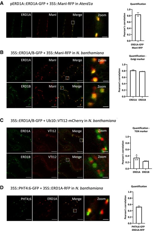 Subcellular localization of ERD1A and ERD1B. A) Fluorescent signals from the root of the transgenic line co-expressing ERD1A-GFP with the cis-Golgi marker ManI-RFP in the erd1a mutant. Epidermal cells from N. benthamiana leaf discs transiently expressing ERD1A-GFP or ERD1B-GFP with ManI-RFP B) and the trans-Golgi network (TGN)-early endosome marker VTI12-mCherry C). D) Co-expression of PHT4;6-GFP and ERD1A-RFP in an N. benthamiana leaf. The white-dashed square in the merged pictures indicates the zoomed-in area. The Pearson's correlation indicating the colocalization level for each combination is shown on the right. Scale bars for the 3 left panels = 10 µm, while scale bar for the right panel representing a zoomed-in area = 1 µm. Error bars, ±sd, n ≥ 3.