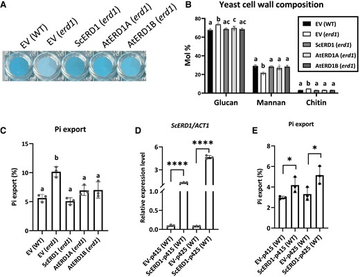 ERD1A and ERD1B complemented the yeast erd1 phenotypes. Native S. cerevisiae ERD1 and codon-optimized Arabidopsis ERD1A and ERD1B were expressed under the native ScERD1 promoter. The empty vector (EV) was transformed into the WT and the erd1 mutant as controls. ScERD1, AtERD1A, and AtERD1B complemented the erd1 Alcian blue staining phenotype A), cell wall composition B), and increased Pi export after 4 h of incubation C). For B) and C), different letters indicate significant differences by 1-way ANOVA and Tukey's multiple comparisons test, Error bars, ±Sd, n ≥ 3. ScERD1 expression level measured by RT-qPCR D) and Pi export after 6 h incubation E) of WT S. cerevisiae cells transformed with ScERD1 under the control of the strong GPD promoter present in the low- and high-copy vectors p415 and p425, relative to the EV controls. Values in D) are relative to ACT2. For D and E, Student's t-test, *P < 0.05; ****P < 0.0001, Error bars, ±Sd, n ≥ 3.