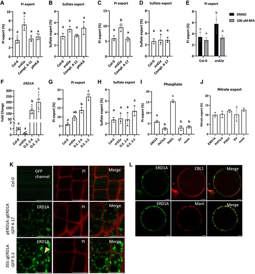 Pi export in the erd1a mutant and ERD1A overexpression lines. 33Pi export to the apoplast in 7-d-old seedlings of Col-0 A, C, E, G), the erd1a mutant A, C, E, G), erd1a complemented by pERD1A::ERD1A-GFP in lines 4–11 A) and 4–17 C), the pht4;6 mutant A), and erd1a overexpressing ERD1A from the p35S::ERD1A-GFP construct in lines O.E. 2–4 and O.E. 3–2 G). For the same lines, 35SO4 export was tested as controls B, D, H). The effect of adding 100 µ M BFA on 33Pi export was tested in Col-0 and erd1aE). Level of ERD1A transcript in the overexpression lines O.E. 2–4 and O.E. 3–2 compared to Col-0 and the erd1a mutant F). 33Pi export to the apoplast in N. benthamiana leaf discs overexpressing ERD1A-GFP, PHT4;6-GFP, or PHO1-GFP was compared to the empty vector (EV) control and un-infiltrated plants after a 6-h incubation I). The nitrate export level was tested as a control in the same samples J). For A) to J), different letters indicate significant differences by 1-way ANOVA and Tukey's multiple comparisons test. Error bars, ±Sd, n ≥ 3. K) Seedlings of Col-0, erd1a line 4–17 complemented with pERD1A::ERD1A-GFP, and line O.E. 3–2 overexpressing ERD1A from the p35S::ERD1A-GFP construct were stained with propidium iodide (PI) to delineate the plasma membrane. The same confocal laser settings were applied in all images. The yellow arrowhead indicates the partial colocalization of the ERD1A-GFP signal with the PI stain. L) Transiently overexpressed ERD1A-GFP in N. benthamiana protoplasts showed partial colocalization with CBL1-OFP, a plasma membrane marker, and with ManI-RFP, a cis-Golgi marker. Scale bars for K and L, 10 µm.