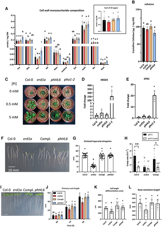 Impact of the erd1a mutation on cell wall composition, hypocotyl elongation, and root growth. The cell wall monosaccharide composition A) and crystalline cellulose content B) from 4-wk-old mature leaves of Col-0, erd1a, erd1a complemented with the pERD1A::ERD1A-GFP construct (Compl.), and pht4;6. Monosaccharides analyzed are arabinose (Ara), rhamnose (Rha), fucose (Fuc), xylose (Xyl), mannose (Man), methylglucuronic acid (meGlcA), galactose (Gal), galacturonic acid (GalA), glucose (Glc), and glucuronic acid (GlcA). For A) and B), different letters indicate significant differences by 1-way ANOVA and Tukey's multiple comparisons test. Error bars, ±Sd, n ≥ 14. Inset in A) shows the sum of all 10 sugars for the 4 genotypes. C) Four-week-old plants grown in soil-free clay substrate with different Pi concentrations. RT-qPCR analysis of Pi starvation-responsive markers MGD3D) and SPX1E) in 4-wk-old soil-grown plants. Expression levels show the fold change relative to Col-0, which was set to 1. For D) and E), Student's t-test to Col-0, error bars, ±Sd, n ≥ 4 (*P < 0.05). F) and G) Etiolated hypocotyls were measured 6 d after incubation in the dark. Scale bar, 10 mm. Different letters indicate significant differences by 1-way ANOVA and Tukey's multiple comparisons test. Error bars, ±Sd, n ≥ 24. H) Differences in creep rates of equivalent length (7 mm) dark-grown hypocotyls of Col-0, erd1a, and erd1a complemented with the pERD1A::ERD1A-GFP construct (Compl.) under a 1-g load. To attain the equivalent length, hypocotyls of Col-0 and Compl lines were grown for 3 d, while erd1a hypocotyls were grown for 7 d. Abbreviations: pH 5, frozen/thawed hypocotyls extended at pH 5; pH 5 inact, frozen/thawed heat-inactivated hypocotyls extended at pH 5; asterisks indicate significant differences (*P < 0.05; **P < 0.01, Student's 2-tailed t-test) for a given line between pH 5 and pH 5 inact; different letters a, b, and c indicate significant differences (P < 0.05, Bonferroni-corrected Student's t-test) between different lines at pH 5; the letters a′ and b′ indicate significant differences (P < 0.05, Bonferroni-corrected Student's t-test) between different lines at pH 5 inact. Error bars, ±Se, n ≥ 10. I)–L) Growth of primary roots on MS medium for Col-0, erd1a, erd1a complemented with the pERD1A::ERD1A-GFP construct (Compl.), and pht4;6 (I, scale bar, 10 mm). J) Root length was measured 4, 7, and 9 d after germination (DAG). Roots of 9 DAG seedlings were analyzed for cell length in the differentiation zone K) and the length of the meristem zone L). For J) to L), different letters indicate significant differences by 1-way ANOVA and Tukey's multiple comparisons test. Error bars, ±Sd, n ≥ 18.