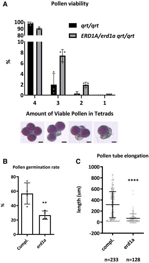 Analysis of pollen viability, germination, and elongation. A) The percentage of viable pollen in each tetrad from qrt/qrt and ERD1A/erd1a qrt/qrt plants. Three independent experiments were performed, and more than 200 tetrads were counted for each genotype in each experiment. Statistics: Chi-square, error bars ± Sd, n = 300 pooled into 3 sets. Scale bars in the lower panel represent 10 µm. B) Pollen was collected for in vitro germination from the erd1a mutant heterozygous for the complementing construct pERD1A::ERD1A-GFP (ERD1A-GFP/- erd1a/erd1a). After 5 h of incubation in the germination solution, the elongated pollen tubes were checked under a confocal microscope to distinguish between pollen expressing pERD1A::ERD1A-GFP (GFP positive) and erd1a pollen without the construct (GFP negative). The germination rate B) and pollen tube elongation C) were then measured. Pollen was determined as germinated when the length of the pollen tube exceeded the pollen radius. For B) and C), Student's t-test, **P < 0.01; ****P < 0.0001, Error bars, ±Sd. For B), n = 100 pollen pooled into 4 sets. For C), n ≥ 128.