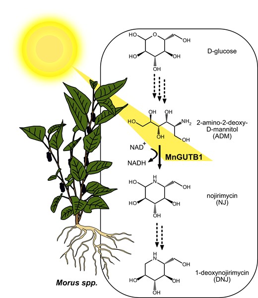 A schematic overview of the proposed 1-deoxynojirimycin (DNJ) biosynthesis pathway in mulberry (Morus spp.). In plants like mulberry, DNJ is likely derived from D-glucose via ADM (2-amino-2-deoxy-D-mannitol) and NJ (nojirimycin). The amino-polyol dehydrogenase MnGUTB1, identified and characterized by Yang et al. (2023), catalyzes the conversion of ADM to NJ in mulberry, an essential step in the biosynthesis of the antihyperglycemia DNJ. Dotted arrows depict reactions for which no enzymes are currently described to catalyze them in plants. The expression of MnGUTB1 is also demonstrated to be dependent on the photoperiod. A longer day leads to a more abundant MnGUTB1 transcript.
