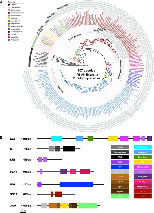 Species and protein families analyzed in this study. A) Species tree of all the examined plant and nonplant species. The tree was generated using OrthoFinder based on whole proteome sequences and visualized using iTOL. B) Canonical domains of each protein family. Presence of these domains was used as the criterion to filter for proteins that are included in the protein trees.