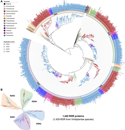 Maximum-likelihood phylogeny of all RDR proteins annotated in the analyzed genomes. A) Rooted phylogeny of all RDR-type proteins in the 207 plant and nonplant species. The particularly numerous nodes marked in royal blue and dark red indicate eudicot and monocot species, respectively. B) Unrooted view of the major clades of the phylogenetic tree in A).