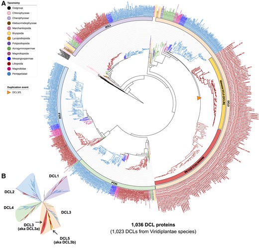 Maximum-likelihood phylogeny of all DCL proteins annotated in the analyzed genomes. A) Rooted complete phylogeny of all DCL-type proteins in the 207 plant and nonplant species. B) Unrooted view of the major clades of the phylogenetic tree in A).