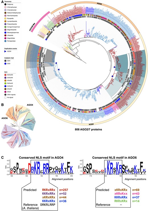 Maximum-likelihood phylogeny of AGO4/6 clade proteins annotated in the analyzed genomes. A) The AGO4/6 clades pruned from the complete AGO phylogeny shown in Supplemental Fig. S1. B) Unrooted view of the major clades of the complete AGO tree, with only the AGO4/6 clades highlighted. C) Conserved NLS motifs in the AGO4/6 proteins.
