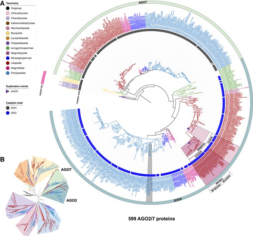 Maximum-likelihood phylogeny of AGO2/7 clade proteins annotated in the analyzed genomes. A) The AGO2/7 clades pruned from the complete AGO phylogeny shown in Supplemental Fig. S1. B) Unrooted view of the major clades of the complete AGO tree, with only the AGO2/7 clades highlighted.