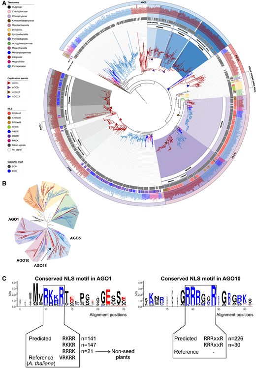 Maximum-likelihood phylogeny of AGO1/5/10/18 clade proteins annotated in the analyzed genomes. A) The AGO1/5/10/18 clades pruned from the complete AGO phylogeny shown in Supplemental Fig. S1. B) Unrooted view of the major clades of the complete AGO tree, with only the AGO1/5/10/18 clades highlighted. C) Conserved NLS motifs in the AGO1/10 proteins.