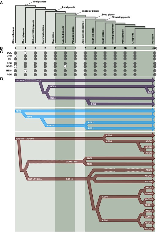 Emergence and diversification of sRNA pathway proteins in plants. A) The major clades of Viridiplantae examined in this study. B) Number of species sampled from each clade. C) Presence (filled circle) or absence (white circle) of sRNA pathway proteins. D) Refined evolutionary history of DCL/RDR/AGO proteins. Dashed white lines indicate the absence of DCL/RDR/AGO proteins in specific lineages.
