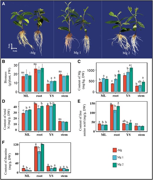 Changes of biomass, Mg content, total N, free amino acid, and theanine content in tea plants under different Mg application levels. A) Phenotype of tea plants treated with Mg deficiency (−Mg) and Mg application (Mg1 and Mg2, full-strength nutrient solution). The images were digitally extracted for comparison. B) Biomass, C) Mg content, D) total N content, E) amino acid content, and F) theanine content in mature leaf (ML), root, young/new shoot (YS), and stem of tea plants treated with Mg deficiency (−Mg), Mg concentration in the full-strength nutrient solution (Mg1, 0.4 mmol/L), and 2 times the Mg concentration in the full-strength nutrient solution (Mg2). Individual images of plants were digitally extracted for comparison. Error bars show the mean values ± SD (n = 3). Statistical analysis was carried out with Duncan's multiple range test. Different letters indicate significant differences (P < 0.05). DW, dry weight; FW, fresh weight; ns, not significant.