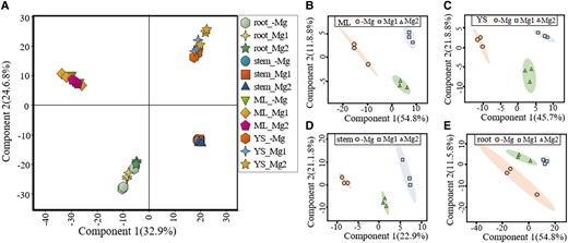 Global metabolites profiling using principal component analysis (PCA). The PCA score plots of metabolites in A) all four tissues, B) mature leaves (ML), C) young shoots (YS), D) stems, and E) roots from tea plants treated with 3 Mg levels. Each dot represents an individual plant.