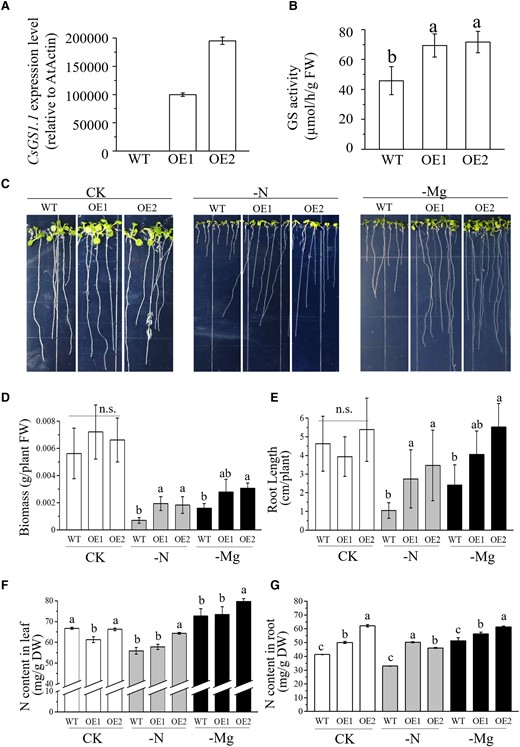 Phenotypic analysis of transgenic Arabidopsis plants overexpressing CsGS1.1 under Mg deficiency (−Mg) and N deficiency (−N). WT was the Col-0 Arabidopsis and OE1 and OE2 were for CsGS1.1 expression in the WT background. The treatments of Mg deficiency (−Mg) and N deficiency (−N) were plants grown under the standard 1/2MS medium without Mg or N, and the other components were the same as 1/2MS medium (CK). Overexpression of CsGS1.1 (lines OE1 and OE2) resulted in increased A)CsGS1.1 expression and B) GS activity. C) Phenotype, D) plant biomass (FW, fresh weight), E) root length, and F and G) N content of CsGS1.1 overexpression plants grown under −Mg and −N conditions compared to CK. GS, glutamine synthetase; DW, dry weight. Error bars show the mean values ± SD (n = 3). Statistical analysis was carried out with Duncan's multiple range test. Different letters indicate significant differences (P < 0.05); ns, not significant.