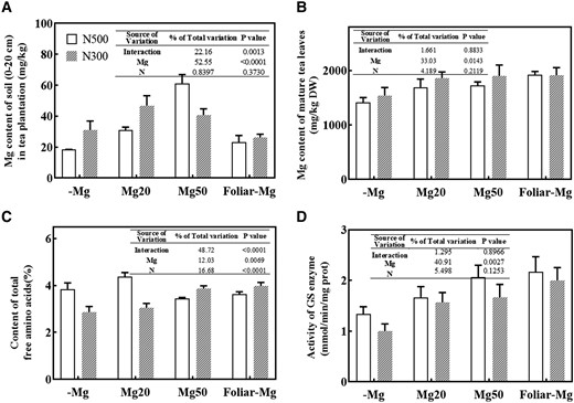 Effects of Mg and N supply on the content of Mg, amino acids, and GS activity in tea plants grown under the field experiment. A) Mg content in the soil of tea plantation. B) Mg content in mature tea leaves. C) Content of total free amino acids in tea leaves. D) GS activity in tea leaves. N300 and N500 represent that the levels of nitrogen fertilizers are provided as 300 kg/ha and 500 kg/ha urea, respectively. −Mg, Mg20, and Mg50 represent that soil Mg fertilizer levels are 0, 20 kg/ha, and 50 kg/ha, respectively. Error bars show the mean values ± SD (n = 4). Statistical analysis was carried out with Duncan's multiple range test.