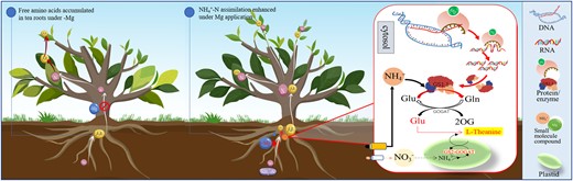 Schematic representation of nitrogen metabolism response to Mg status in tea plant. AA, amino acid; Gln, glutamine; GS1.1, cytosolic glutamine synthetase; Glu, glutamate; GS2-GOGAT, plastidic glutamine synthetase–glutamate synthase; Mg, magnesium; N, nitrogen; NH4+-N, ammonium nitrogen; NO3−, nitrate nitrogen; OG, 2-oxoglutarate; +Mg, magnesium application; −Mg, magnesium deficiency.