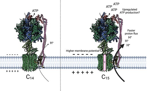 The model of ATP synthase with different c-ring stoichiometry. The model structures of wild-type ATP synthase having the c14 ring (left) and engineered ATP synthase having the c15 ring from the cyanobacteria Burkholderia platensis (right). Spinach (Spinacia oleracea) chloroplast ATP synthase structure (PDB 6FKF) was mapped to this figure (Hahn et al. 2018).