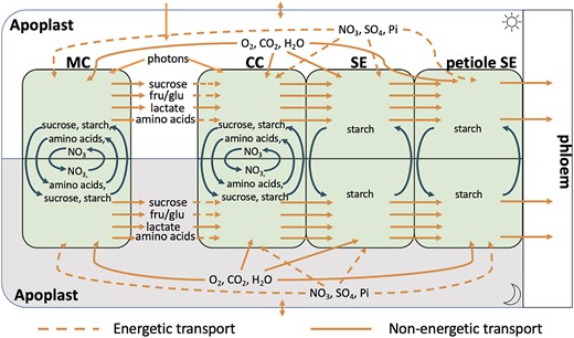 Schematic of the diel–multicell–FBA model of leaf tissue showing the inputs, outputs, and exchanges of metabolites, gases, and minerals between the 4 cell types considered. Each cell contains a core stoichiometric model of central metabolism, and fluxes are scaled to account for the different proportions of each cell type in the leaf. Each cell model is further replicated to account for the light phase (above) and the dark phase (below) with certain metabolites and minerals allowed to be passed between the phases as indicated. Since sieve elements do not have vacuoles, only starch is allowed to accumulate in them. The cells are all connected via the apoplast (this is also split into light phase apoplast and dark phase apoplast). However, only the companion cell, sieve element, and petiole sieve element cells are symplastically connected; sugars and amino acids must transit through the apoplast in order to move between the mesophyll and companion cells. CC, companion cell; MC, mesophyll cell; SE, sieve element (in the leaf); petiole SE, sieve element in the petiole, fru, fructose, glu, glucose.