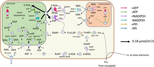 A flux map of the principal reactions involved in companion cells during the light phase. Arrow thickness indicates reaction flux value. The key on the right explains the colours used to indicate the production/consumption of key metabolites. The reactions shown are 1, GAP-3–PGA shuttle; 2, (NADP) GAP dehydrogenase; 3, 3-PGA kinase; 4, malate dehydrogenase; 5, GAP–Pi shuttle; 6, DHAP–Pi shuttle; 7, FBP aldolase; 8, FBP phosphotransferase; 9, Glu6P isomerase; 10, Glu6P dehydrogenase; 11, 6-phosphogluconolactonase; 12, gluconate-6-phosphate dehydrogenase; 13, Ru5P epimerase; 14, X5P–phosphate shuttle; 15, ribose-5-phosphate isomerase; 16, 3-PGA dehydrogenase; 17, triosephosphate isomerase; 18, transketolase; 19, H+-pyrophosphatase; 20, malate–oxaloacetic acid shuttle; 21, ATP–AMP shuttle; 22, plastidial ATP synthase; 23, fructose kinase; 25, mitochondrial ATP synthase; 26, adenylate kinase; 30, transaldolase; 31, pyruvate orthophosphate dikinase; 32, transketolase; 33, pyruvate channel; 34, phosphoenol pyruvate channel; and 35, plastidial ATP synthase. The metabolites shown are GAP, glyceraldehyde-3-phosphate; DPGA, 3-phospho-d-glyceroyl phosphate; 3-PGA, 3-phosphoglycerate; DHAP, Dihydroxy acetone phosphate; MAL, malate; OAA, oxaloacetic acid; Glu1P, glucose-1-phosphate; Glu6P, glucose-6-phosphate; d-6PGL, 6-phosphoglucono-∂-lactone; 6-PGA, 6-phosphogluconate; Ru5P, ribulose-5-phosphate; X5P, xylulose-5-phosphate; and Ri5P, ribose-5-phosphate.