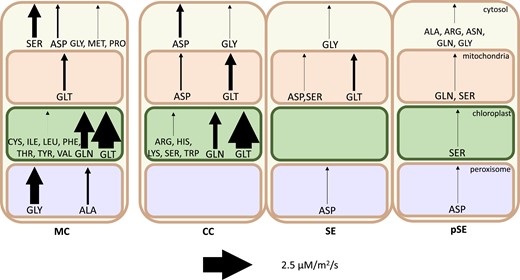Amino acid synthesis by compartment in each cell in the light phase. Arrow thickness indicates magnitude of synthesis flux. Note that flux is scaled by cell ratios to better compare the activity between individual cells. MC, mesophyll cell; CC, companion cell; SE, sieve element; pSE, petiolar sieve element.