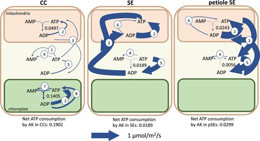 Flux map showing fluxes of adenylate kinases (AK) and related reactions in the transcriptome-weighted model solution. The net effect of adenylate kinase fluxes is a consumption of ATP. The reactions depicted other than adenylate kinase are 1, pyruvate kinase; 2, ATP synthase; 3, ATP–ADP exchanger; 4, protein/RNA turnover; 6, succinyl-coA synthetase; 7, pyruvate orthophosphate dikinase; and 8, phosphoglycerate kinase and acetyl-glutamate kinase. Arrow thickness is scaled to flux value as indicated. Other than adenylate kinase, only fluxes >0.05 µmol m−2 s−1 are shown. The total ATP consumption by adenylate kinase in phloem cells is 0.2390 µmol m−2 s−1. CC, companion cell; SE, sieve element. The ranges on the adenylate kinase fluxes are CCm, 0 to 0.1657; CCc, 0 to 0.1657; CCp, 0 to 0.1405; SEm, 0 to 0.1349; SEc, 0 to 0.1349; SEp, 0 to 0.1403; pSEm, 0 to 0.0299; pSEc, 0 to 0.0299; and pSEp, 0 to 0 µmol m−2 s−1 ATP consumed where the subscripts m, c, and p indicate the mitochondrion, cytosol, and plastid, respectively.