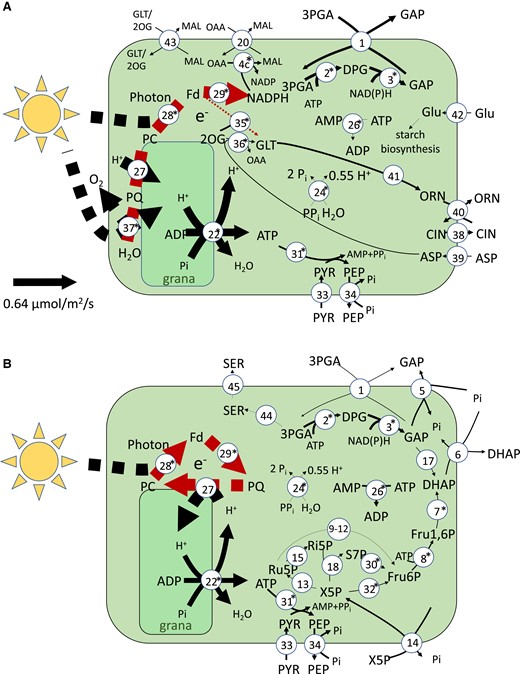 Energy metabolism in companion cell chloroplasts. A) A flux map of the transcript-guided model solution in the light phase companion cell chloroplast. The internal, dashed arrows indicate electron transport rather than mass flow. B) A flux map of the transcript-guided model solution in the light phase companion cell chloroplast when PSII is disabled. Asterisks next to reaction numbers indicate a lower transcript abundance in companion cells when compared with mesophyll cells. Reactions with flux less than 0.005 µmol m−2 s−1 were excluded. The thickness of the lines of each solid arrow (excluding electron transport reactions) is scaled linearly to flux. The scale is shown on the left hand side of each diagram. The reactions shown are 1, GAP–3-PGA shuttle; 2, (NADP) GAP dehydrogenase; 3, 3-PGA kinase; 4, NADP+ malate dehydrogenase; 5, GAP–Pi shuttle; 6, DHAP–Pi shuttle; 7, FBP aldolase; 8, FBP phosphotransferase; 9, Glu6P isomerase; 10, Glu6P dehydrogenase; 11, 6-phosphogluconolactonase; 12, gluconate-6-phosphate dehydrogenase; 13, Ru5P epimerase; 14, X5P–phosphate shuttle; 15, Ri5P isomerase; 16, transketolase; 17, triosephosphate isomerase; 18, GDP kinase; 19, H+-pyrophosphatase; 20, malate–oxaloacetic acid shuttle; 21, ATP–AMP shuttle; 22, plastidial ATP synthase; 23, GDP-glucose pyrophosphorylase; 24, inorganic pyrophosphate; 26, adenylate kinase; 27, plastoquinol-plastocyanin reductase; 28, PSI; 29, ferredoxin–plastoquinone reductase; 30, transaldolase; 31, pyruvate orthophosphate dikinase; 32, transketolase; 33, pyruvate channel; 34, PEP channel; 35, glutamate synthase ferredoxin reaction; 36, aspartate aminotransferase; 37, PSII; 38, citrulline channel; 39, aspartate channel; 40, ornithine–citrulline shuttle; 41, ornithine synthesis pathway (from glutamate); 42, glucose channel; 43, malate–glutamate and malate–2-oxoglutarate shuttles; 44, serine biosynthesis pathway; and 45, serine channel. The metabolites shown are GAP, glyceraldehyde-3-phosphate; DPGA, 3-phospho-d-glyceroyl phosphate; 3-PGA, 3-phosphoglycerate; DHAP, dihydroxy acetone phosphate; MAL, malate; OAA, oxaloacetic acid; Glu1P, glucose-1-phosphate; GDP-Glu, GDP-glucose; Glu6P, glucose-6-phosphate; d-6PGL, 6-phosphoglucono-∂-lactone; 6-PGA, 6-phosphogluconate; Ru5P, ribulose-5-phosphate; X5P, xylulose-5-phosphate; Ri5P, ribose-5-phosphate; Fd, ferredoxin; PC, plastocyanin; PQ, plastoquinol; Glu, glucose; GLT, glutamate; GLN, glutamine; PYR, pyruvate; PEP, phosphoenol pyruvate; CLN, citrulline; ORN, ornithine; and SER, serine.