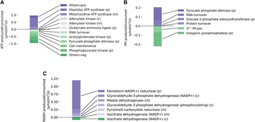 Synthesis and expenditure of energy and reducing power in companion cells during the light phase. A) A plot of the major reactions involved in ATP synthesis and consumption in companion cells during the light phase. B) A plot of the major reactions involved in PPI synthesis and consumption in companion cells during the light phase. C) A plot of the major reactions involved in NAD(P)H synthesis and consumption in companion cells during the light phase. (m), (p), and (c) indicate reaction occurs in the mitochondrion, chloroplast, and cytosol, respectively.