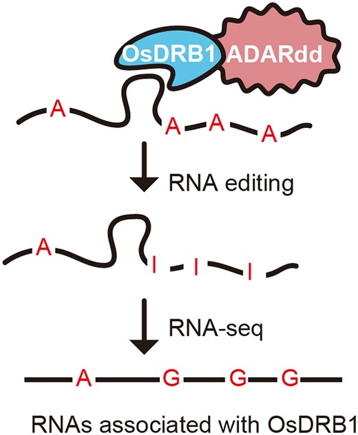 Genome-wide profiling of rice Double-stranded RNA-Binding Protein 1 ...