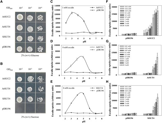 Transport activity of SlSUT4 in yeasts. A, B) Growth of sucrose uptake-deficient yeast strain SUSY7/ura3-expressing SlSUT4 with glucose (A) or sucrose (B) as the sole carbon source. C to E) The pH dependence for SUTs to uptake esculin. The transformed SEY6210 yeasts were incubated in 25 mM sodium phosphate buffer (pH 2 to 8) containing 1 or 8 mM esculin for 1 h, and the esculin fluorescence intensity was quantified with a multifunctional enzyme labeling instrument at excitation and emission wavelengths of 367 and 454 nm, respectively. F to H) Esculin uptake by SEY6210 yeasts expressing SUTs at different esculin concentrations. The transformed yeasts were incubated in 25 mM sodium phosphate buffer (pH 4) containing different esculin concentrations for 1 h, and the esculin fluorescence intensity was quantified. Data are means ± Sd (n = 3). At each esculin concentration, the uptake was compared between SlSUT4 and the empty vector using Student's t-test. Asterisks above bars indicate significant differences compared with the empty vector at the corresponding esculin concentrations. ***P < 0.001. In both growth and esculin uptake experiments, the yeasts transformed with AtSUC2 and AtSUT4 were used as positive controls and empty vector pDR196 as the negative control.