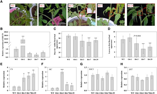 Effect of altered SlSUT4 expression on tomato flowering. A) The early flowering phenotype of SlSUT4-RNAi plants. B)SlSUT4 expression in the transgenic plants. C) Days for first floral bud appearance. D) Leaves to first floral bud appearance. E to H) Relative expressions of FA(E), MC(F), SOC1(G), and SFT(H). The gene expressions were analyzed using RT-qPCR, and actin and ubiquitin were used as internal controls. Data are means ± Sd (n = 3 to 28 for flowering time analysis and 3 for gene expression analysis). The data were subjected to Student's t-test, and asterisks above bars indicate significant differences compared with the wild type. *P < 0.05, **P < 0.01, and ***P < 0.001. WT, wild type; O, overexpression line; R, RNAi line.