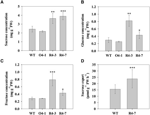Effect of altered SlSUT4 expression on the soluble sugar concentrations in the shoot apex and sucrose efflux. A to C) Concentrations of soluble sugars in shoot apex. D) Sucrose content of phloem exudates from detached, fully expanded tomato leaves. Exudation into 20 mM EDTA (pH 7.8) was allowed for 5 h in the dark. Data are means ± Sd (n = 3 to 5 for shoot apex sugar concentration and 12 for sucrose export rate). The data were subjected to Student's t-test, and asterisks above bars indicate significant differences compared with the wild type. *P < 0.05, **P < 0.01, and ***P < 0.001. FW, fresh weight; WT, wild type; O, overexpression line; R, RNAi line.