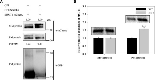 Internalization of SlSUT1. A) Partial internalization of SlSUT1 from the plasma membrane caused by co-expression of GFP-SlSUT4 and SlSUT1-mCherry in N. benthamiana leaf cells. Ten-microgram microsomal membrane proteins and 3-µg plasma membrane proteins were separated by 10% (w/v) sodium dodecyl sulfate-polyacrylamide gel electrophoresis, and western blotting analysis on mCherry and GFP was conducted with their antibodies, respectively. The numbers (0.74 and 0.43) indicate the relative quantity of SlSUT1 in plasma membrane normalized to that in microsomal membranes. These values do not represent the relative quantity of SlSUT1 in the microsomal membrane protein. B) Effect of silencing SlSUT4 on SlSUT1 protein abundance in the microsomal membrane and plasma membrane of tomato leaves. Fifty-microgram microsomal membrane proteins and 30-µg plasma membrane proteins were separated by 10% (w/v) sodium dodecyl sulfate-polyacrylamide gel electrophoresis. The SlSUT1 protein abundance was analyzed using western blotting assay with a specific antibody against SlSUT1. Data are means ± Sd (n = 3). The data were subjected to Student's t-test, and asterisks above the bar indicate a significant difference compared with the wild type. ***P < 0.001. WT, wild type; R, RNAi line; MM, microsomal membrane; PM, plasma membrane.